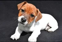 Remi, a female Jack Russell Terrier for sale in Holmesville, OH – 2 of 2