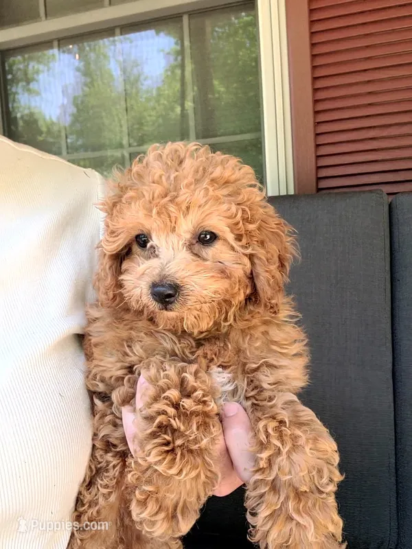 Skye – Poodle - Toy , Poodle - Miniature  puppy for sale in Holmesville, OH