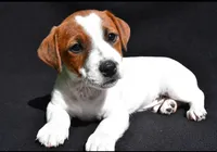 Gunner, a male Jack Russell Terrier for sale in Holmesville, OH – 3 of 4