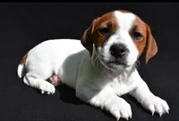 Gunner, a male Jack Russell Terrier for sale in Holmesville, OH – 2 of 4