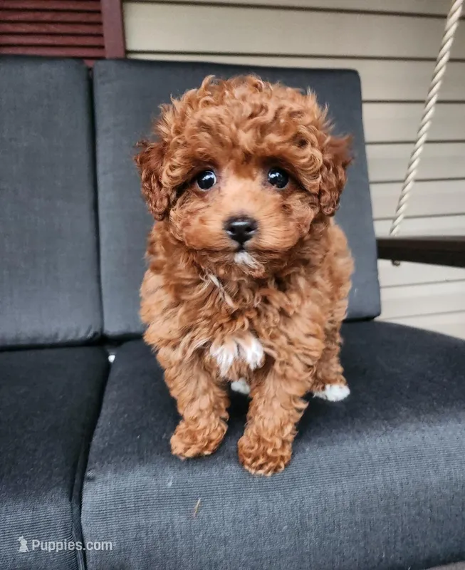 Zuma – Poodle - Toy , Poodle - Miniature  puppy for sale in Holmesville, OH