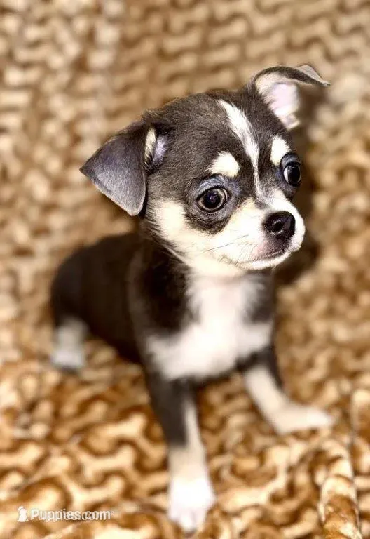 Lacey – Chihuahua puppy for sale in Longview, WA