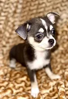 Lacey, a female Chihuahua for sale in Longview, WA – 1 of 1