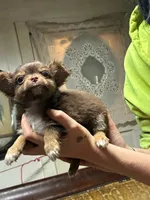 Max, a male Chihuahua for sale in Longview, WA – 2 of 3