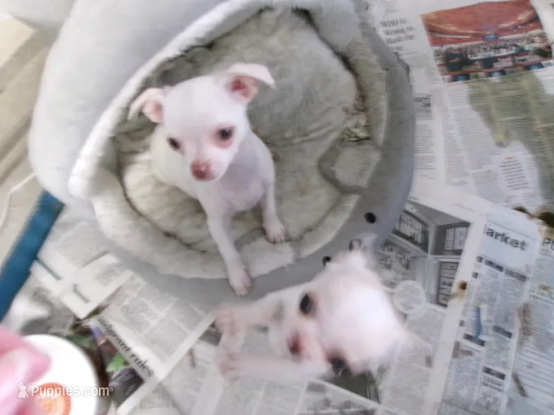 Lulu – Chihuahua puppy for sale in Longview, WA