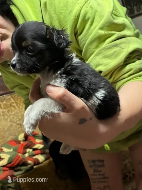 Rocky, a male Chihuahua for sale in Longview, WA – 1 of 3
