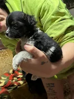 Rocky, a male Chihuahua for sale in Longview, WA – 1 of 3