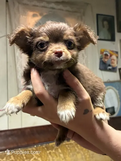 Max, a male Chihuahua for sale in Longview, WA – 1 of 3