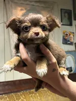 Max, a male Chihuahua for sale in Longview, WA – 1 of 3