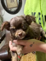 Bubba  LC   CKC, a male Chihuahua for sale in Longview, WA – 2 of 3