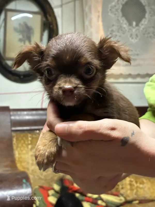 Bubba  LC   CKC, a male Chihuahua for sale in Longview, WA – 1 of 3