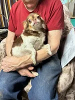 Bubba  LC   CKC, a male Chihuahua for sale in Longview, WA – 3 of 3