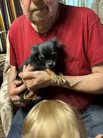 Rocky, a male Chihuahua for sale in Longview, WA – 2 of 3