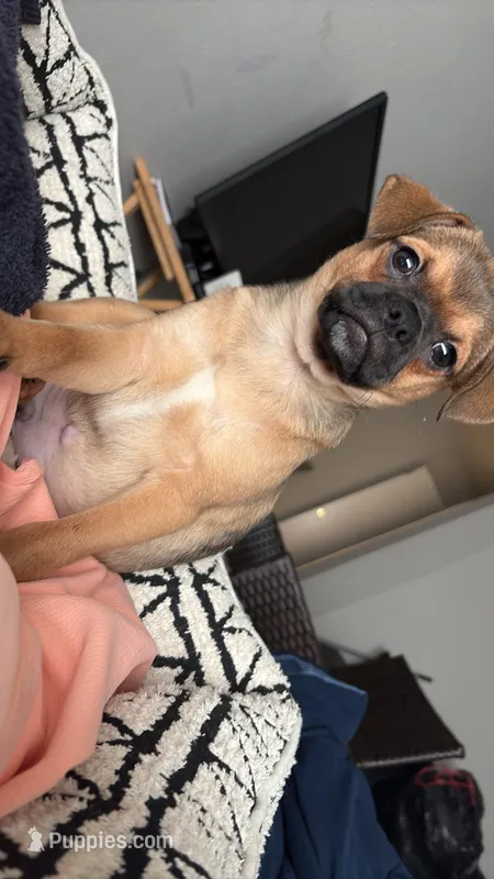 Rylo – Chug, Pug puppy for sale in Houston, TX