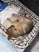 Rylo, a male Chug and Pug for sale in Houston, TX – 4 of 6