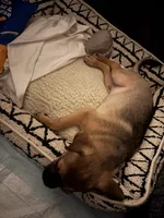 Rylo, a male Chug and Pug for sale in Houston, TX – 3 of 6