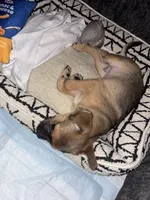 Rylo, a male Chug and Pug for sale in Houston, TX – 2 of 6