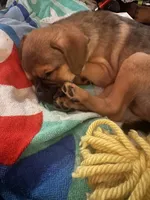 Rylo, a male Chug and Pug for sale in Houston, TX – 6 of 6