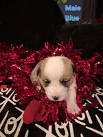 Blue - Dozer, a male Pembroke Welsh Corgi for sale in Springfield, MO – Photo 1 of 2