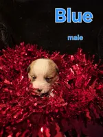 Blue - Dozer, a male Pembroke Welsh Corgi for sale in Springfield, MO – Photo 2 of 2