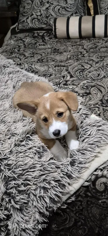 GREEN - Perci – Pembroke Welsh Corgi puppy for sale in Springfield, MO