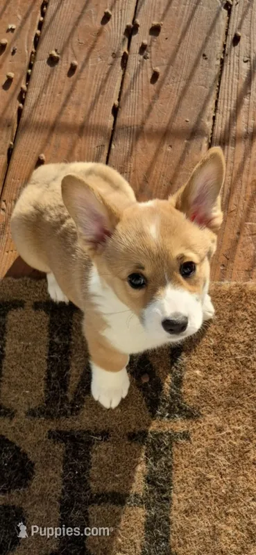 GREEN - Perci – Pembroke Welsh Corgi puppy for sale in Springfield, MO