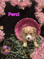 GREEN - Perci, a female Pembroke Welsh Corgi for sale in Springfield, MO – Photo 4 of 5