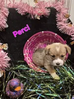 GREEN - Perci, a female Pembroke Welsh Corgi for sale in Springfield, MO – Photo 5 of 5