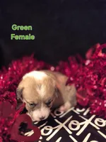 GREEN - Perci, a female Pembroke Welsh Corgi for sale in Springfield, MO – Photo 2 of 5