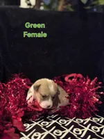 GREEN - Perci, a female Pembroke Welsh Corgi for sale in Springfield, MO – Photo 3 of 5