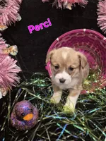 GREEN - Perci, a female Pembroke Welsh Corgi for sale in Springfield, MO – Photo 1 of 5