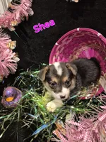 Purple - Shea, a female Pembroke Welsh Corgi for sale in Springfield, MO – Photo 1 of 5