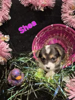 Purple - Shea, a female Pembroke Welsh Corgi for sale in Springfield, MO – Photo 4 of 5