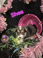 Purple - Shea, a female Pembroke Welsh Corgi for sale in Springfield, MO – Photo 5 of 5