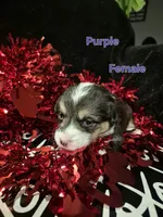 Purple - Shea, a female Pembroke Welsh Corgi for sale in Springfield, MO – Photo 3 of 5