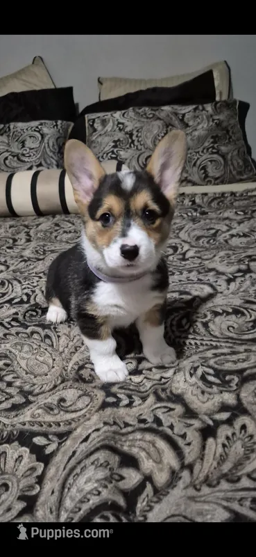 Purple - Shea – Pembroke Welsh Corgi puppy for sale in Springfield, MO