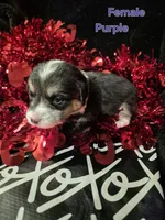 Purple - Shea, a female Pembroke Welsh Corgi for sale in Springfield, MO – Photo 2 of 5