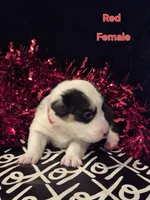 Red - Spice, a female Pembroke Welsh Corgi for sale in Springfield, MO – Photo 3 of 5