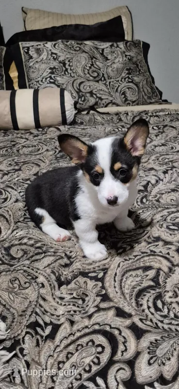 Red - Spice – Pembroke Welsh Corgi puppy for sale in Springfield, MO