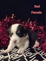 Red - Spice, a female Pembroke Welsh Corgi for sale in Springfield, MO – Photo 2 of 5