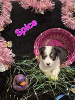 Red - Spice, a female Pembroke Welsh Corgi for sale in Springfield, MO – Photo 4 of 5