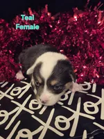 Teal - Tinker Bell, a female Pembroke Welsh Corgi for sale in Springfield, MO – Photo 2 of 2