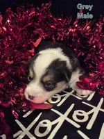 Grey - Champ, a male Pembroke Welsh Corgi for sale in Springfield, MO – Photo 4 of 5