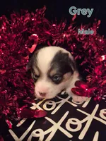 Grey - Champ, a male Pembroke Welsh Corgi for sale in Springfield, MO – Photo 3 of 5