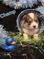 Grey - Champ, a male Pembroke Welsh Corgi for sale in Springfield, MO – Photo 2 of 5