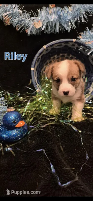 Black - Riley