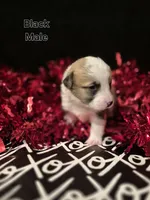 Black - Riley, a male Pembroke Welsh Corgi for sale in Springfield, MO – Photo 3 of 4