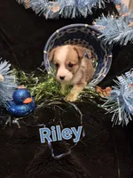 Black - Riley, a male Pembroke Welsh Corgi for sale in Springfield, MO – Photo 4 of 4
