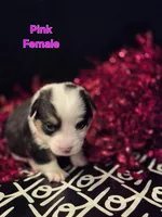 Pink - Angel, a female Pembroke Welsh Corgi for sale in Springfield, MO – Photo 1 of 4