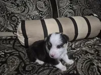 Pink - Angel, a female Pembroke Welsh Corgi for sale in Springfield, MO – Photo 4 of 4